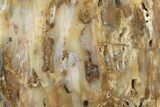Cplorful Petrified Wood Slab - Texas #236502-1
